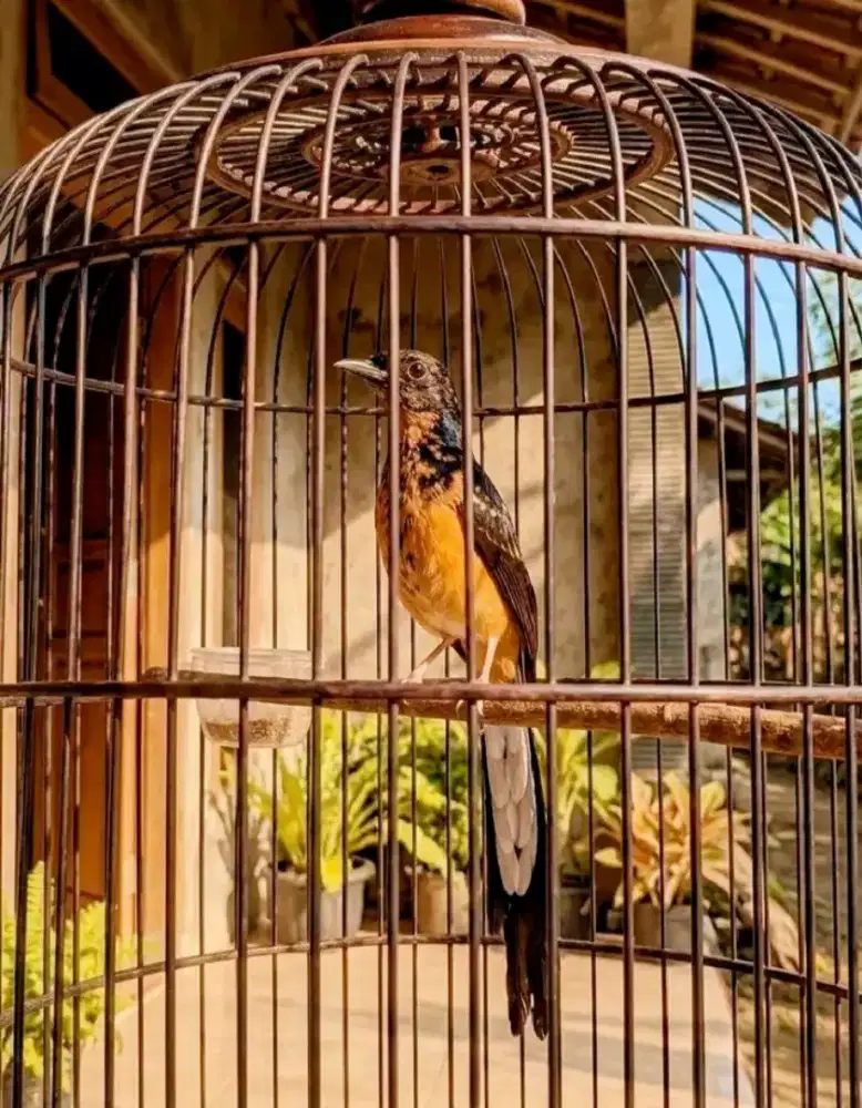 murai trotol jantan ekor panjang