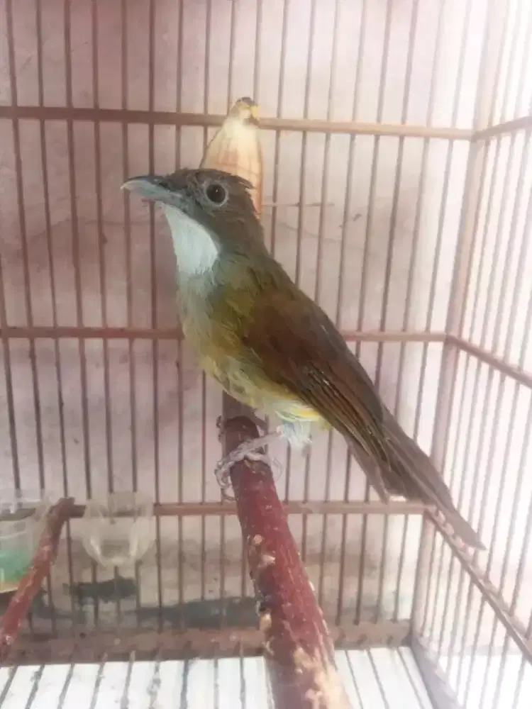 cucak jenggot jawa bahan rawatan