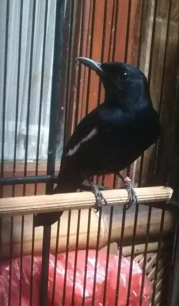 kacer wulung raja full hitam