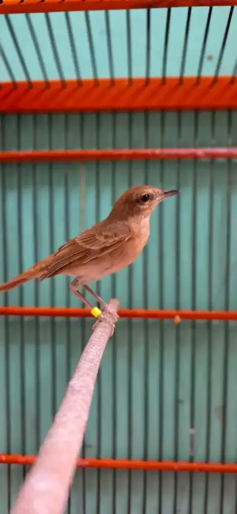bismillah di jual burung sikatanLondo jantan rajin bunyi