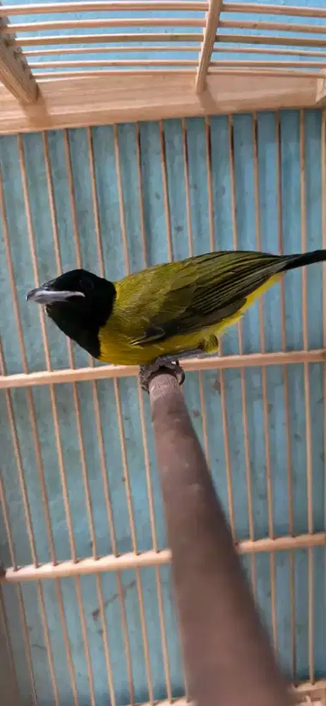 bismillah di jual burung 1001 suara samyong mulus