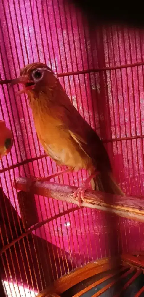 bismillah di jual burung wambi MH jantan sudah bunyi