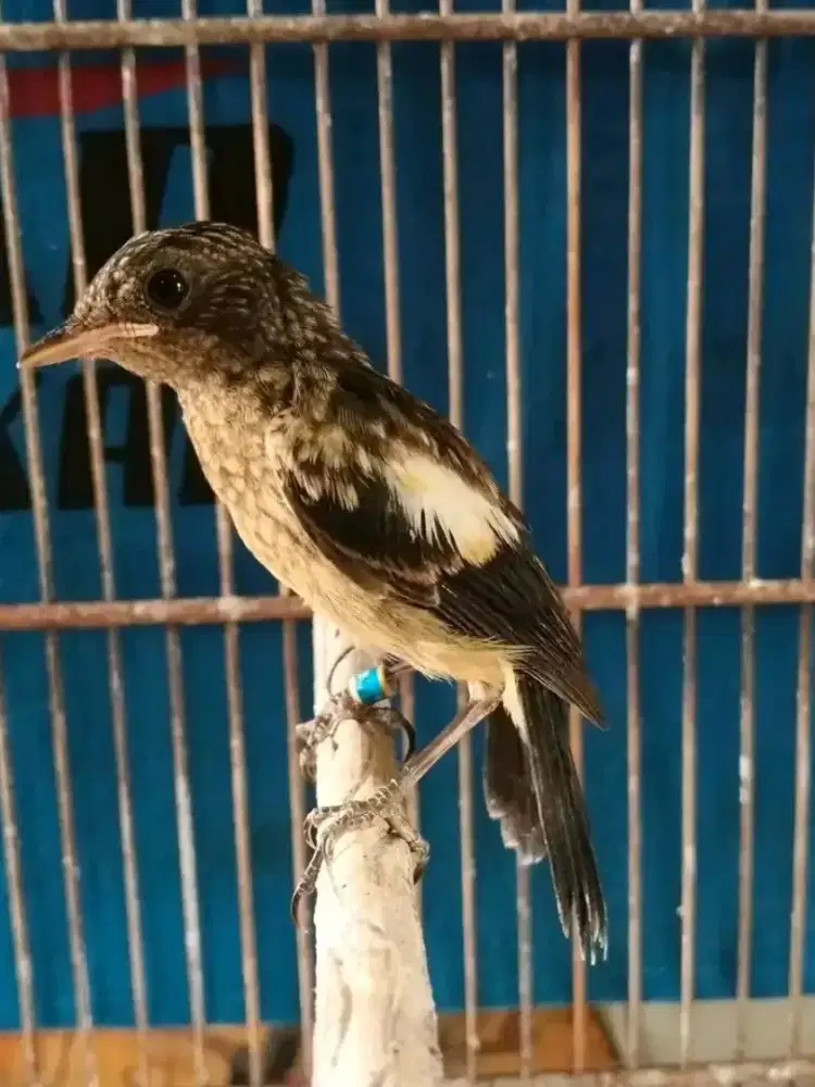 bismillah di jual burung  decu trotol jantan