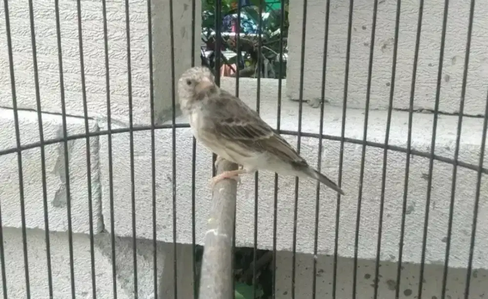 bismillah di jual burung sanger gacor