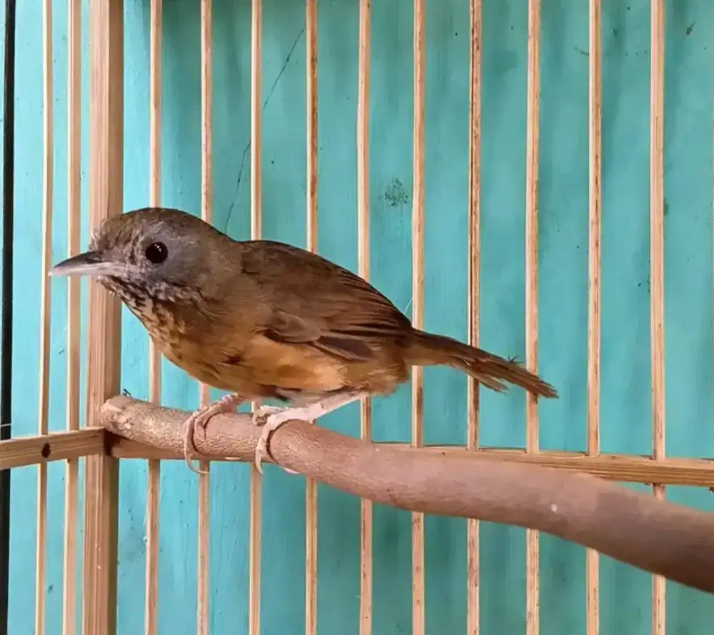 bismillah di jual burung wambi mini jantan gacor