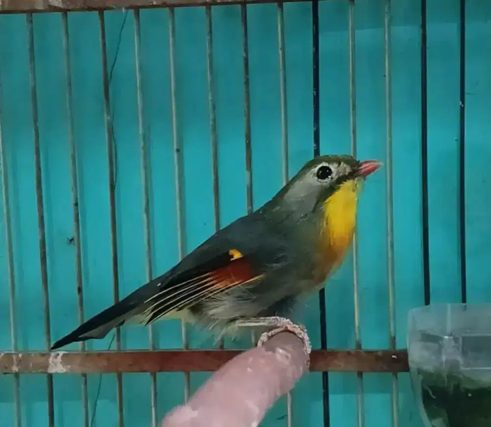 burung robinn jantan mulus