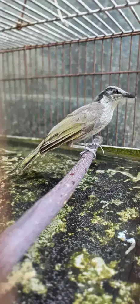burung cucak pantai papua gacor