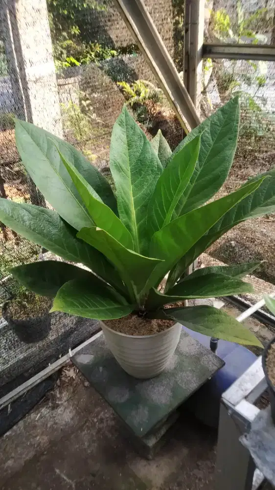 Anthurium Jemani Levis
