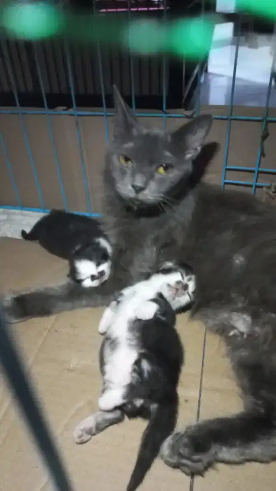 Kucing kitten persia munchkin kaki cebol