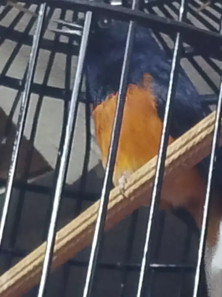 Jual burung murai gacor fullset