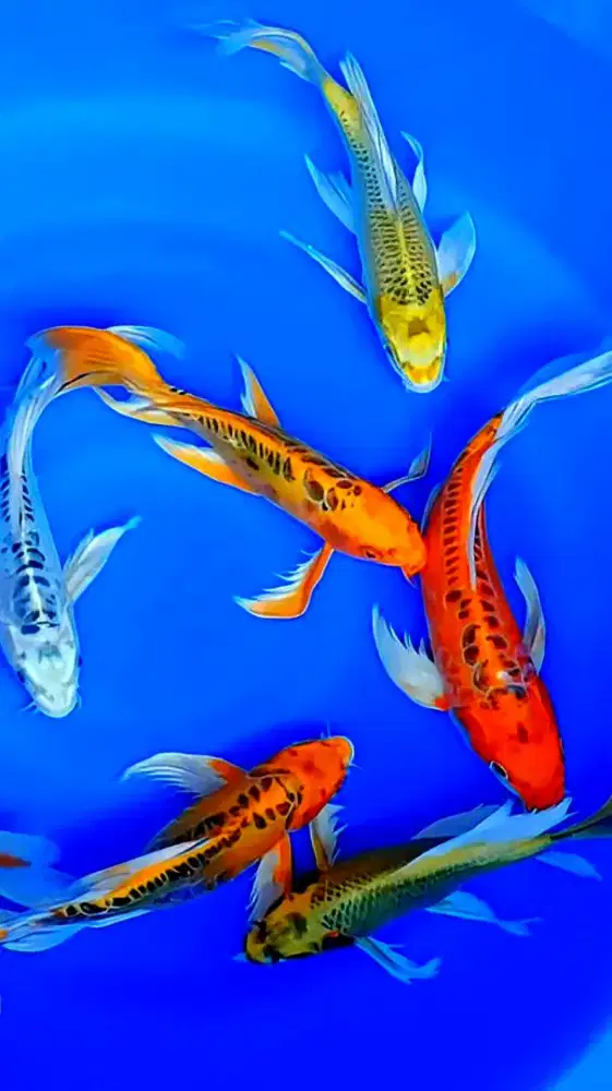 Koi slayer. Ukuran 20cm.( stok banyak ).