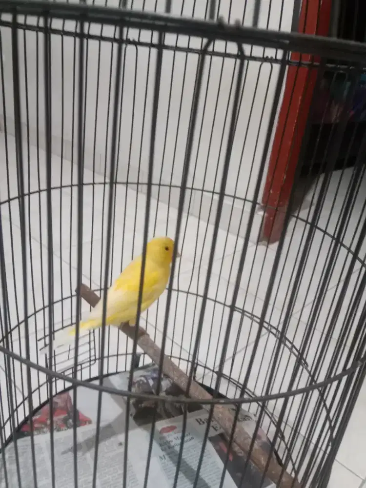 Kenari af body big selesai mabung mandek