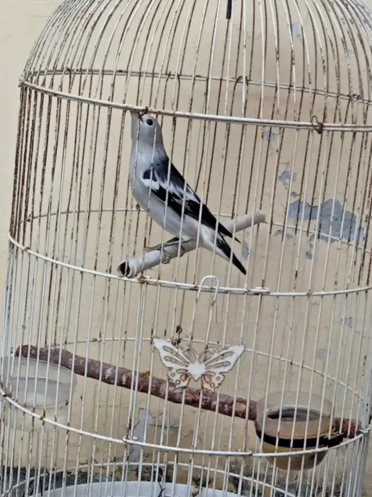 Burung jalak kapas sutra,masih muda ga ada minusnya dijual full set