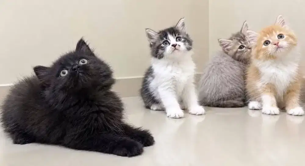 Persia gembul gembul lucu