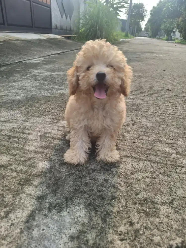 Dijual anakan poodle apricot