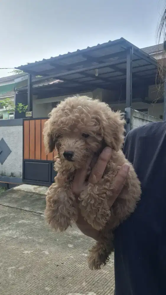 Dijual anak anjing poodle kriwil