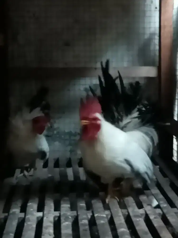 Ayam Kate jepang sepasang indukan