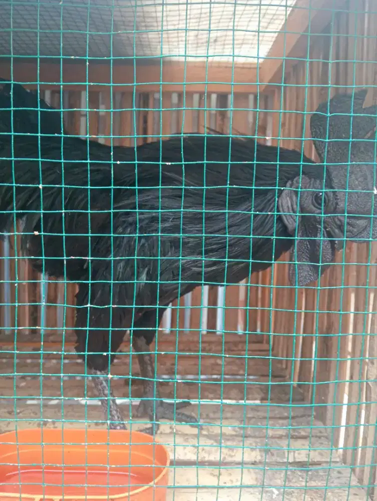 Jual ayam cemani lidah hitam jantan umur 10 bln  harga 2000000