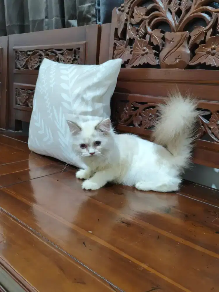 KUCING NS HIMALAYA BETINA 4BULAN