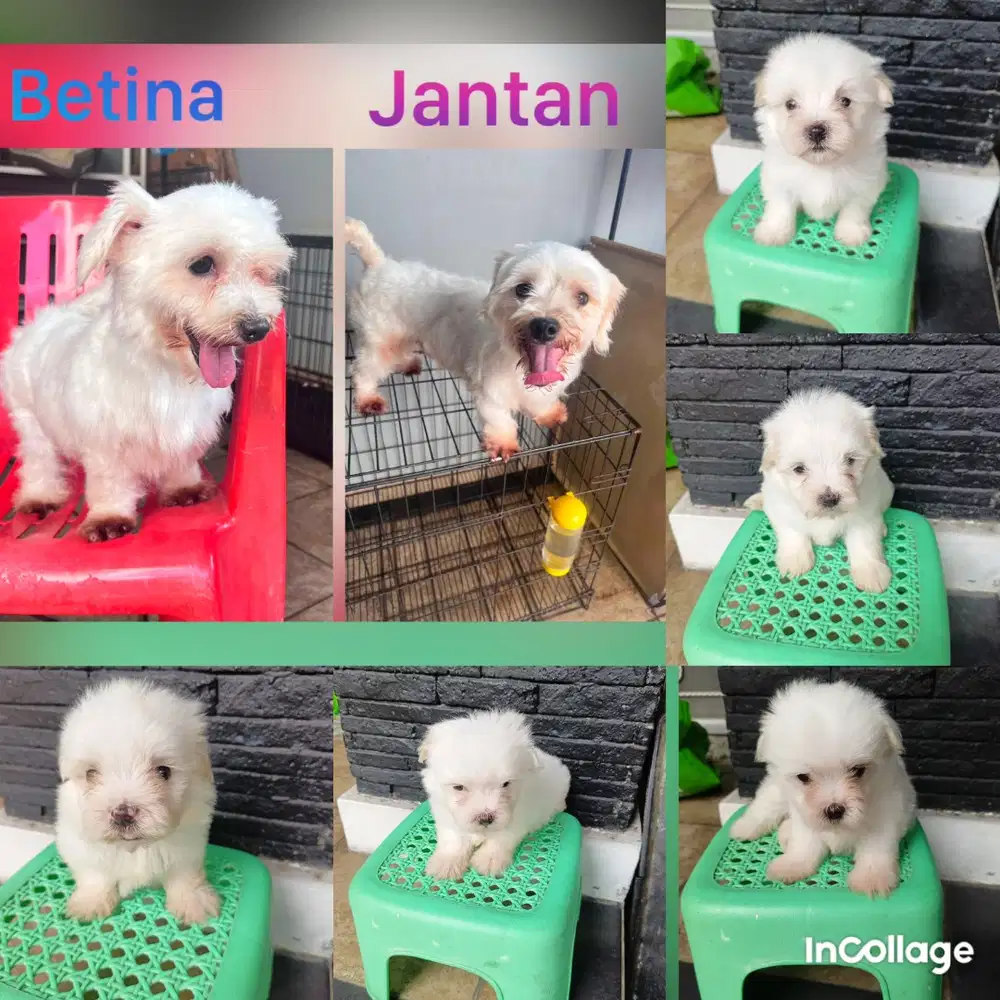 Puppies maltese