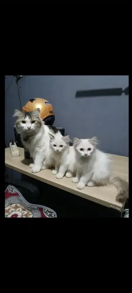 Anak kucing persia usia 4 bulan ( Sepasang )