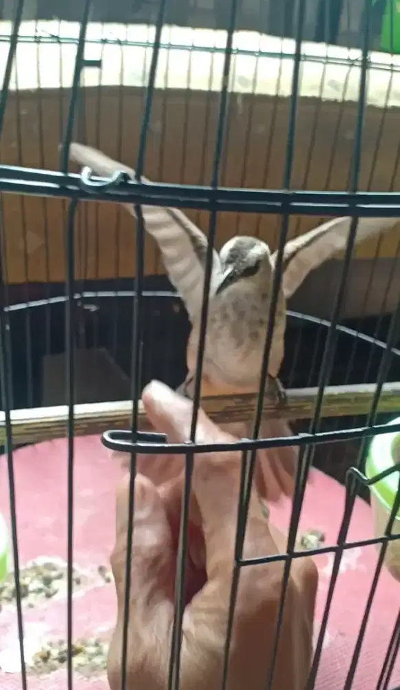 Burung Trucuk Rofel Garuda JinakFullset