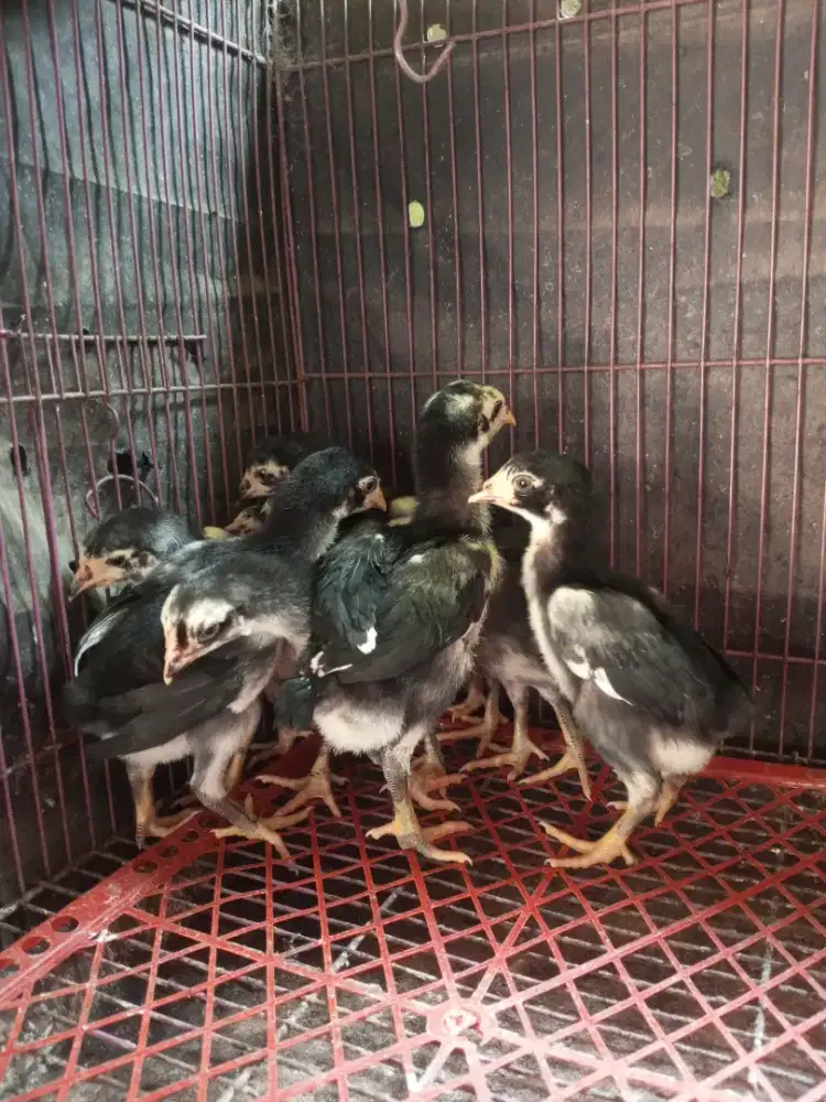 Anak ayam pakhoy/brakot x bk tehnik