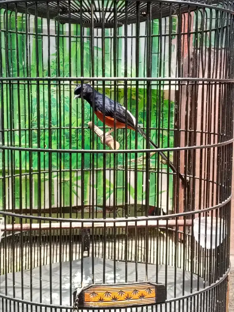 Murai trah bahorok
