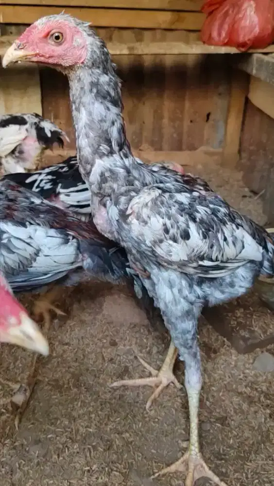 Ayam siam sepasang