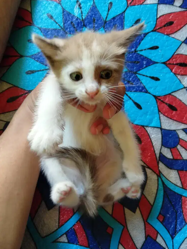Ready adop kitten hasil campuran
