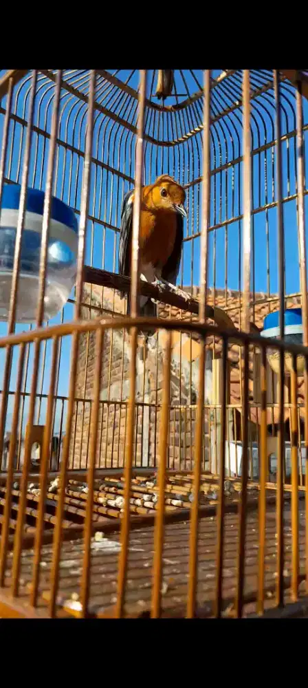 JUAL BURUNG ANIS MERAH