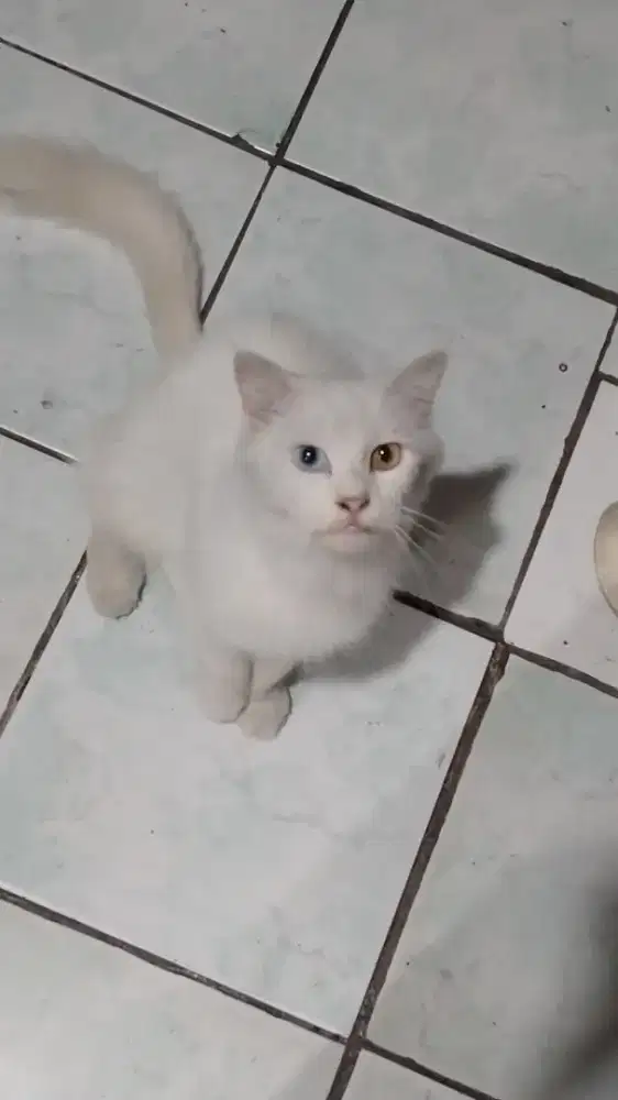 Dijual Kucing Persia Odd Eyes Betina