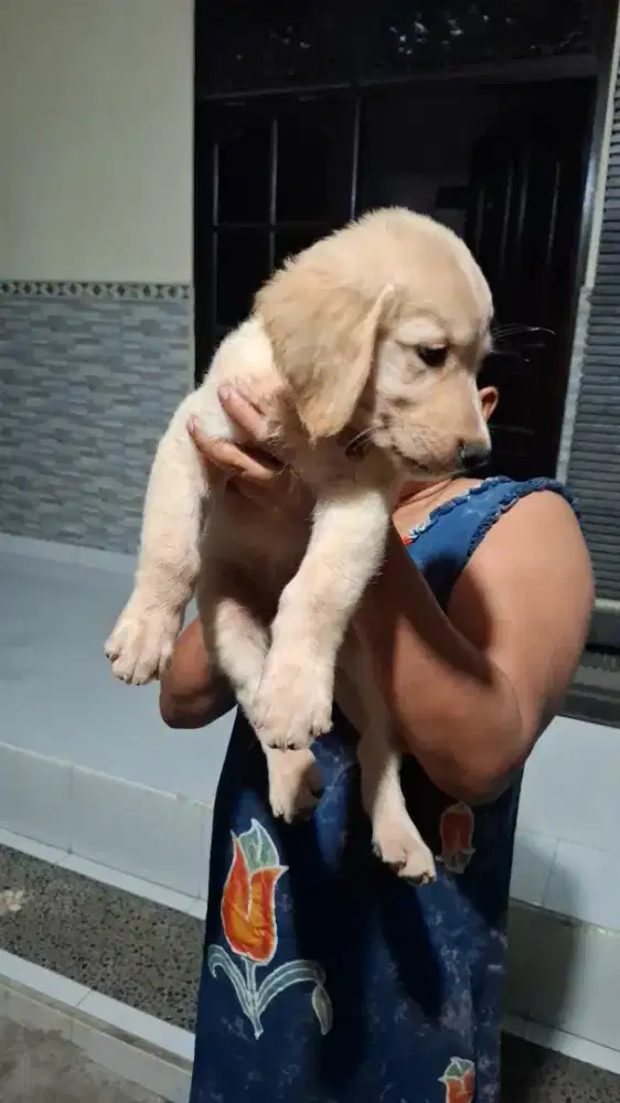GOLDEN RETRIVER