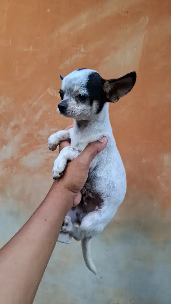 SHITSU DAN CHIHUAHUA