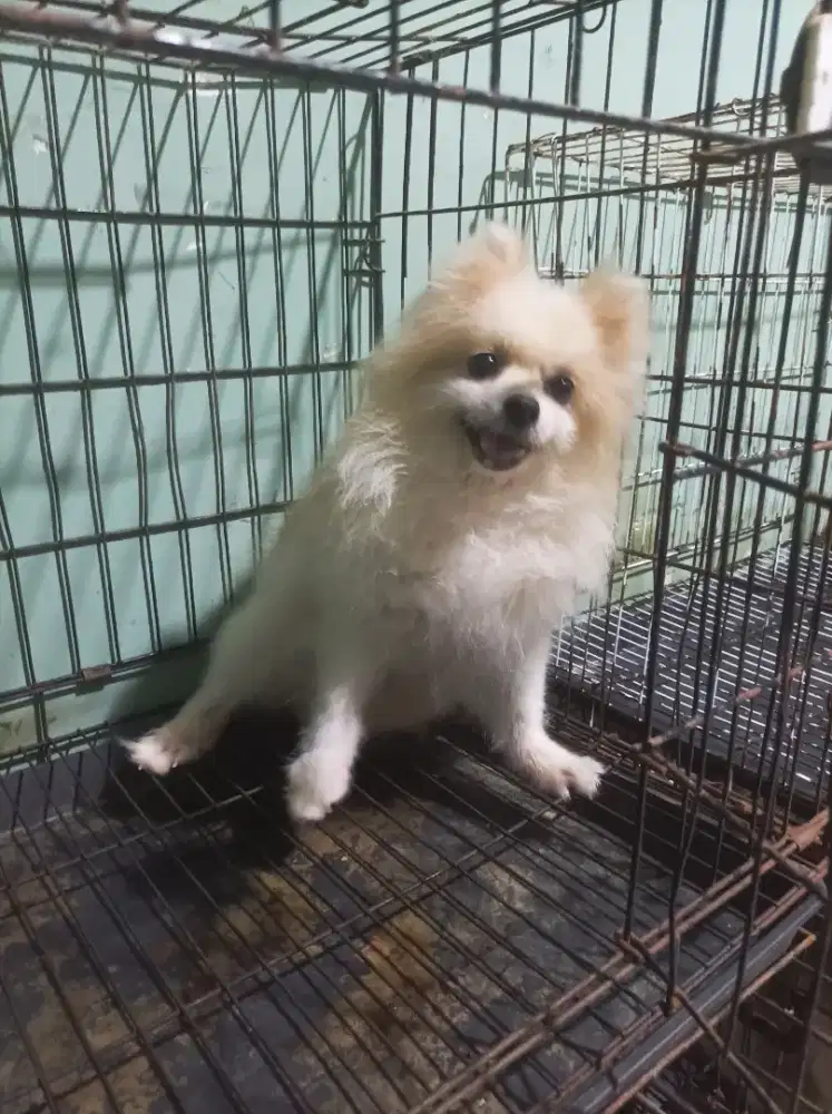 Jual Minipom betina indukan