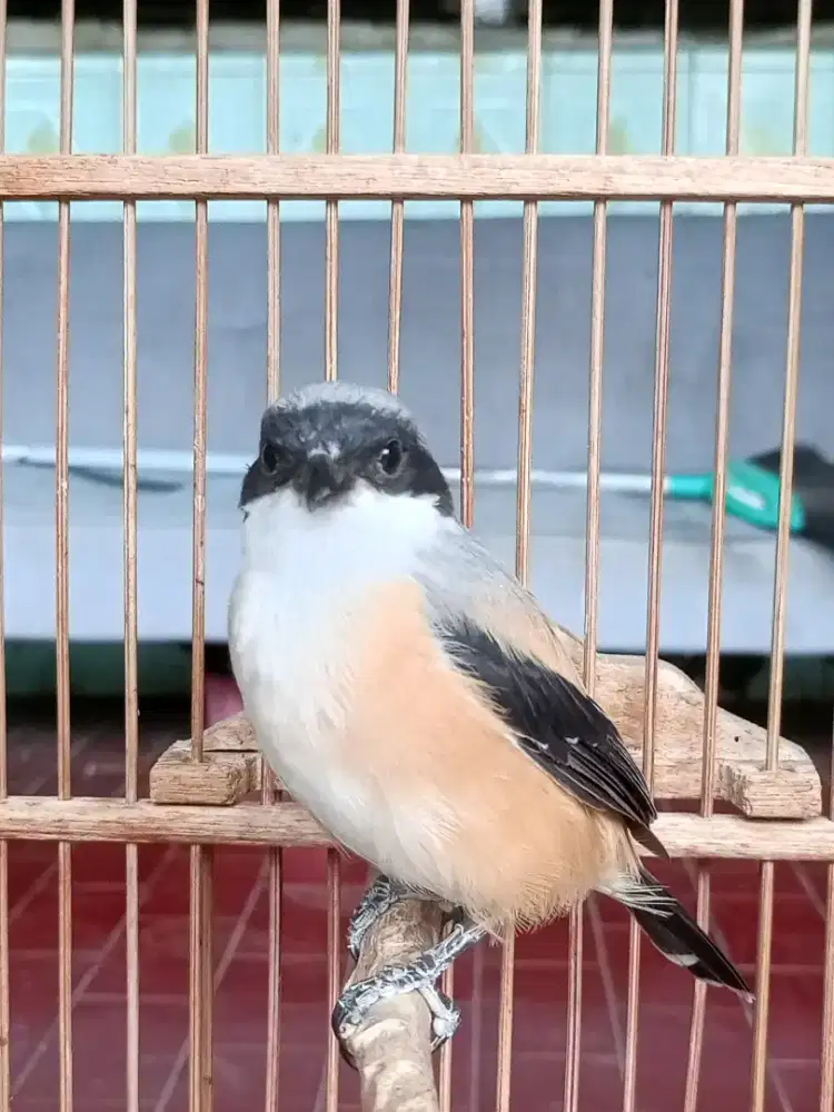 Burung PenTet Lagi doKor