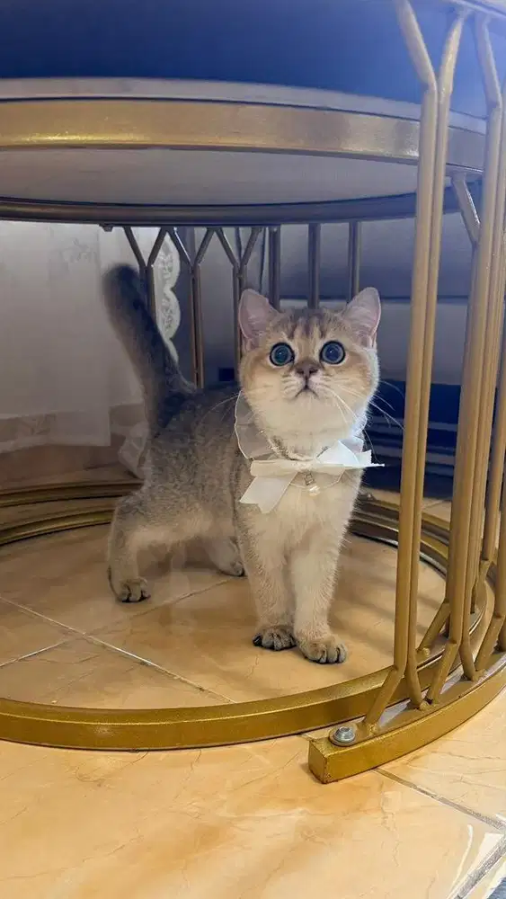 British shorthair golden betina kitten