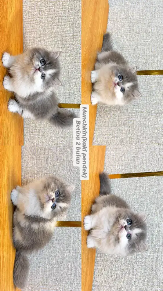 Kucing Munchkin(kaki pendek)