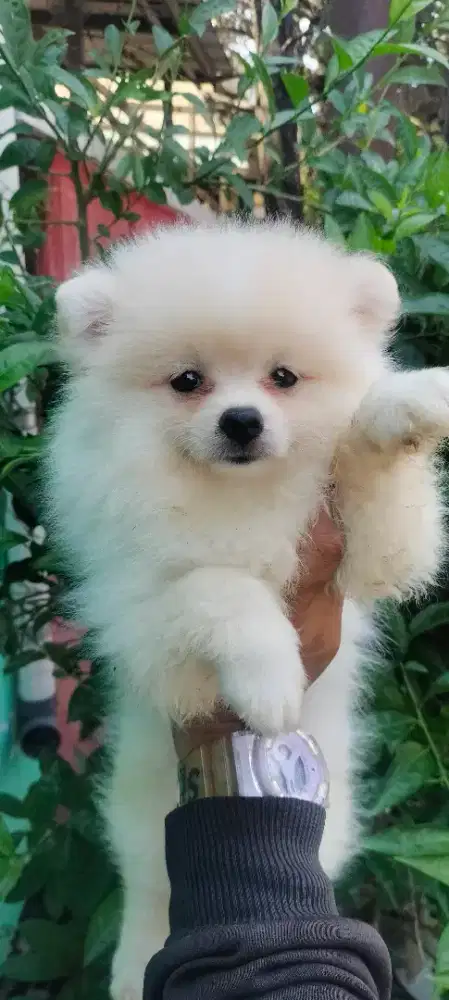 Ready Puppy minipom Harga  Nego