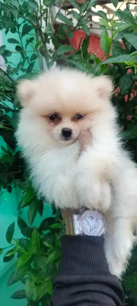 Ready Puppy MaLe HaRga Nego