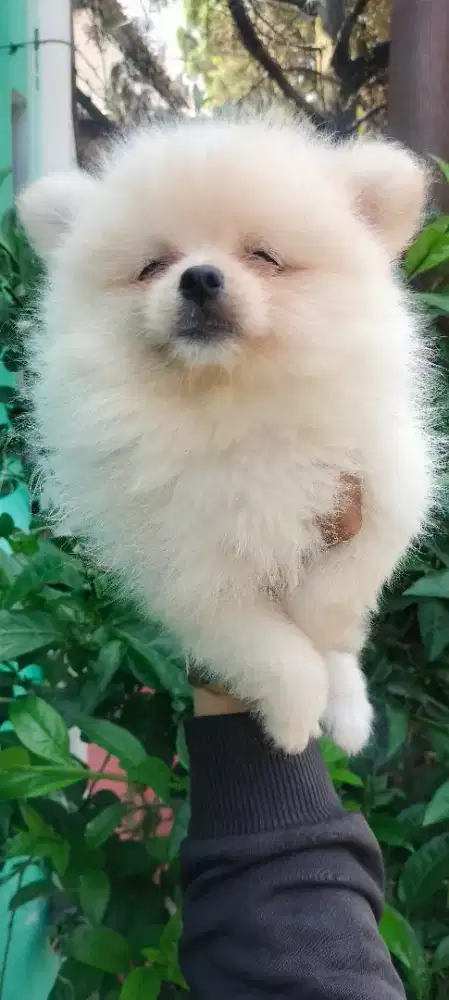 Ready puppy female Nego
