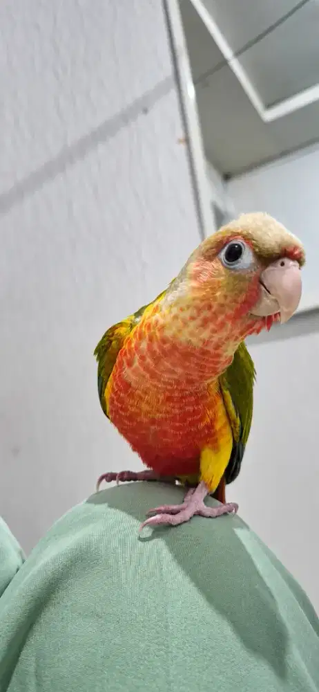 Burung Pineaple Conure