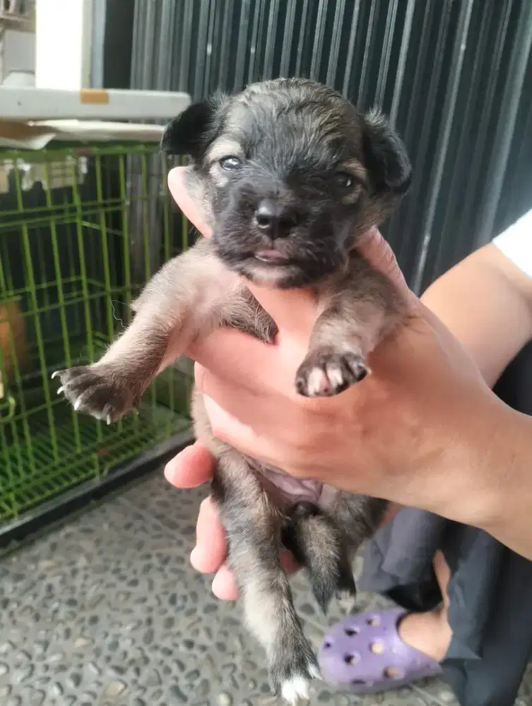 Pomcorgi Mix mongrel