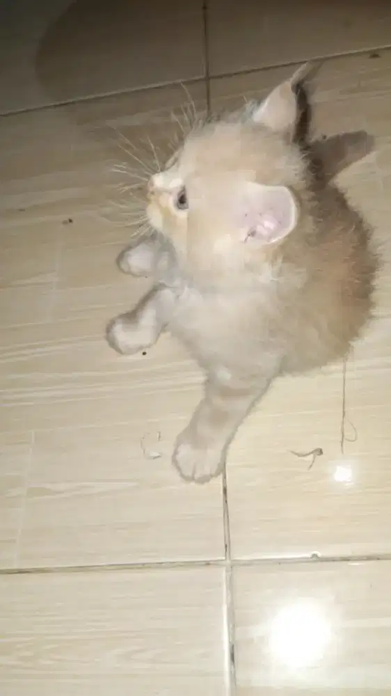 kucing versi&Himalaya