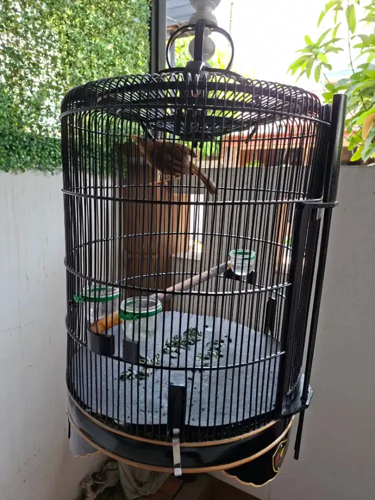 Burung Wambi Jantan rawatan
