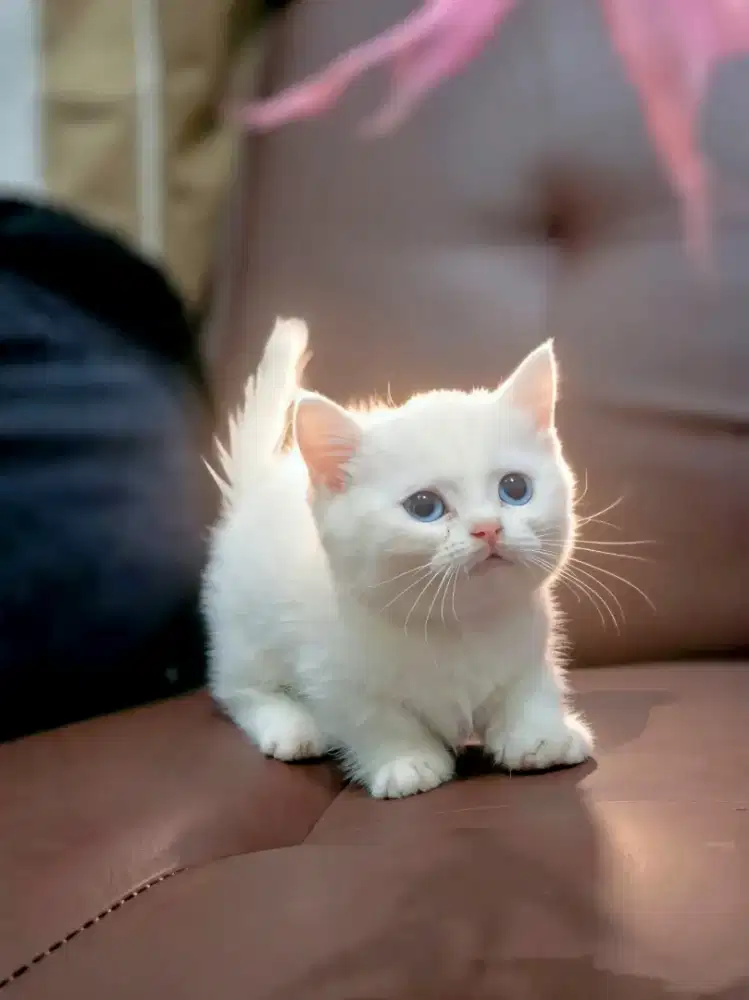 Munchkin bsh british shorthair blue eyes