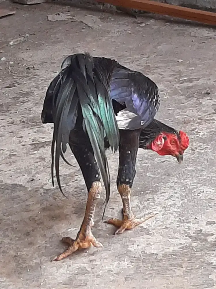 Ayam anakan bk usia 7-8 bln