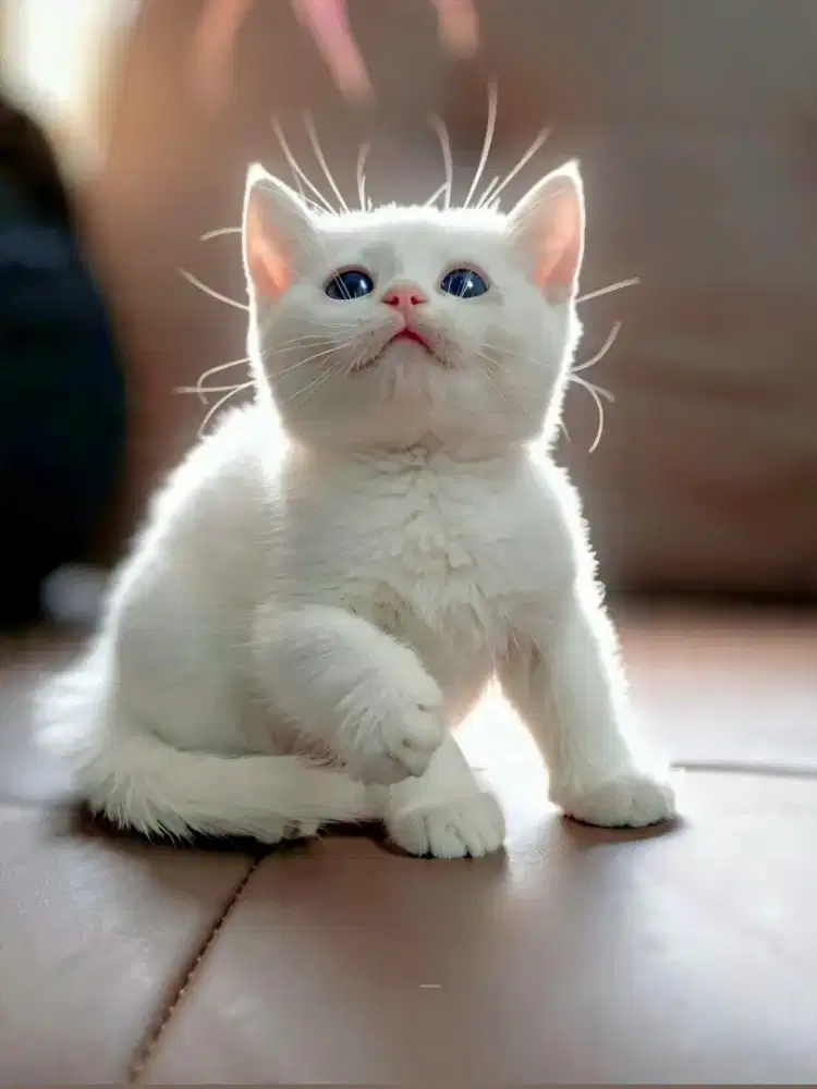 Munchkin bsh british shorthair jantan