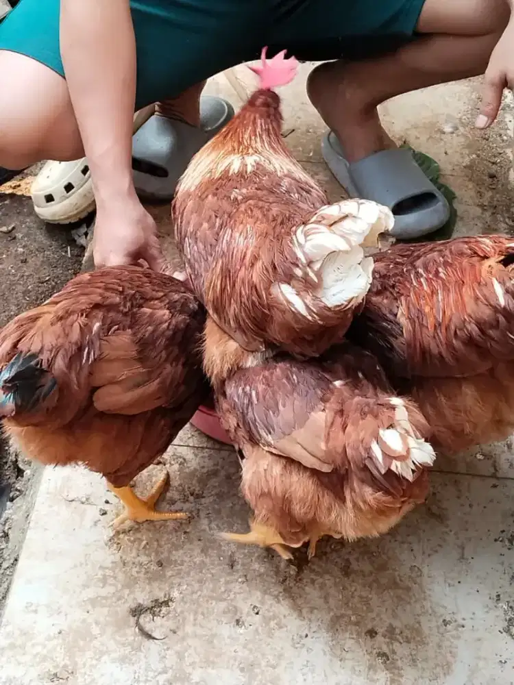 Di jual ayam jago merah 3 ekor 350