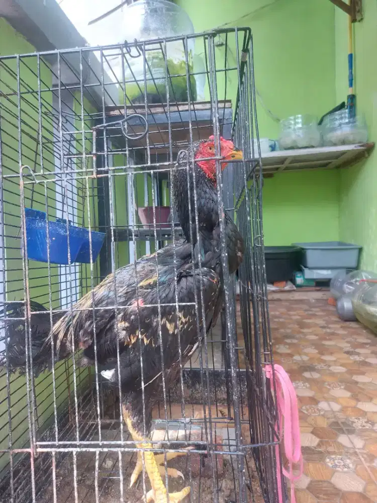 AYAM BANGKOK JANTAN